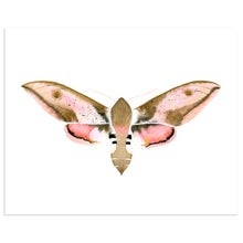 Load image into Gallery viewer, Hawk Moth